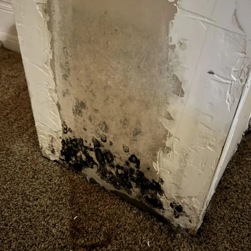 Professional Mold Removal in South Amherst, OH